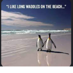 Penguin fan club army