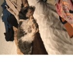 Cody the dog group