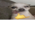 WE EAT SHOES