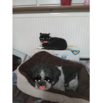 Group kitty love