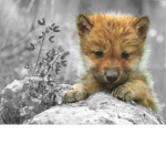 Wolfs Crew
