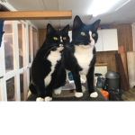 It's a CAT, not a DOG!