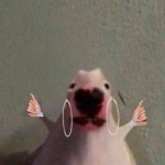 Do the rat attack