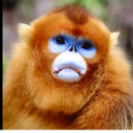 Monke group ;)