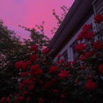 - chill x vibe -