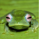 FroggiClub