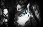 Hollowclan||Warrior Cat RP Group