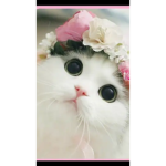 Gatito adorable >:3