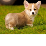 Corgi biscuits group