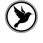 Black Bird Air
