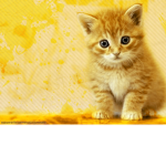 !The #Cat Squad!