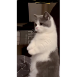 貓貓戰隊