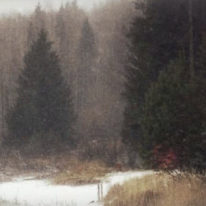 fall winter pine tree forest