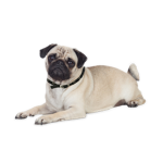Pugs <3