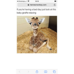 Giraffe sqaud bffs