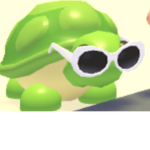 Hi turtle