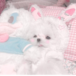Cutierolls