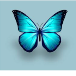 Grupo oficial dos butterflies
