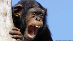 APE KINGDOM