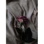 Withered Rose_<3