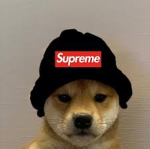 supreme dog
