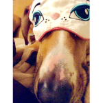 doggos in da house