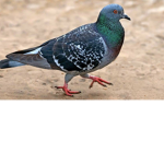 Pigeon_squad
