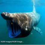 The amazing cool shark group