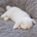 ,bun bun
