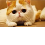 The Nine Lives Of ROBLOX Group Thumbnail