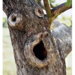 im a tree
