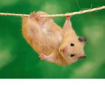 Hamster c.o