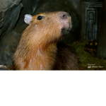 Capybaras house