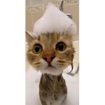 Soapy cats