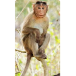 MONKEY GROUP:>>