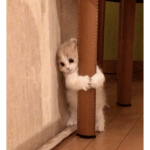 Tokyo / Rosie's cat