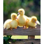 Ducks! <3
