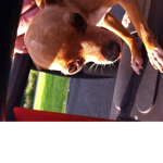 Good Dogos group