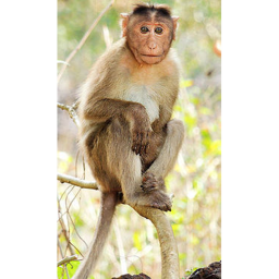 WWM | WORLD WAR MONKY