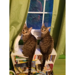 The cat peoplesssss