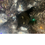 Catsarecute1234