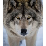 -LovleyWolves-