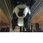 Puppy forever and ever