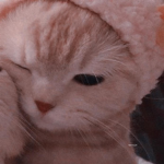 qtmimi!
