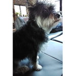 Doggy rule