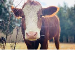 Abby’s cows
