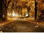 The Kitsune