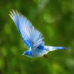 The Great Birds