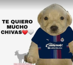 Los cerditos