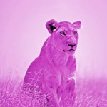 Pink lion :)